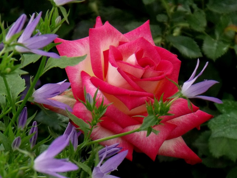 Открытки с розами красивые