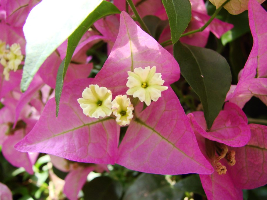 Чудесные цветы