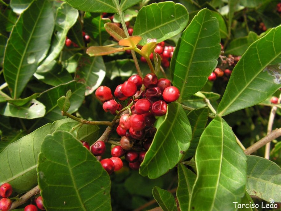 Шинус фисташколистный (Schinus terebinthifolius)