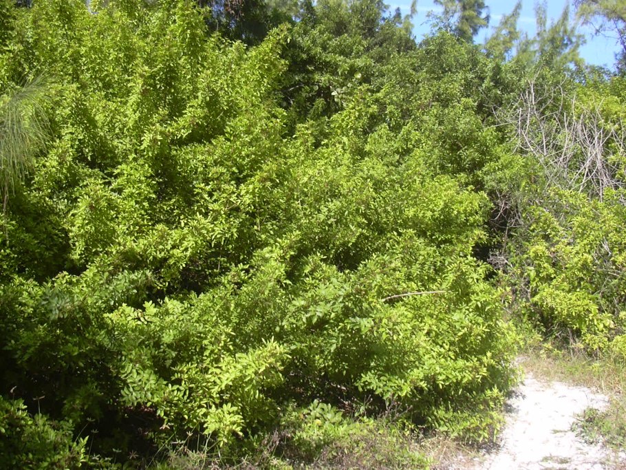 Aristotelia chilensis