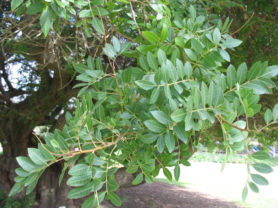 Schinus terebinthifolius