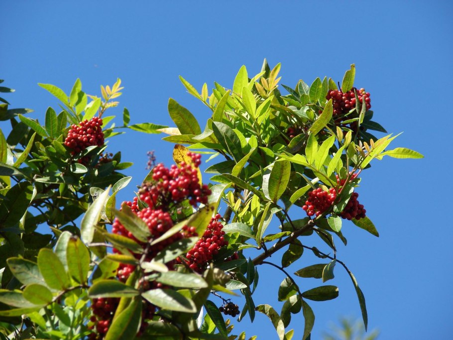 Schinus terebinthifolius