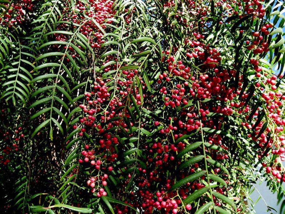 Peruvian pepper tree