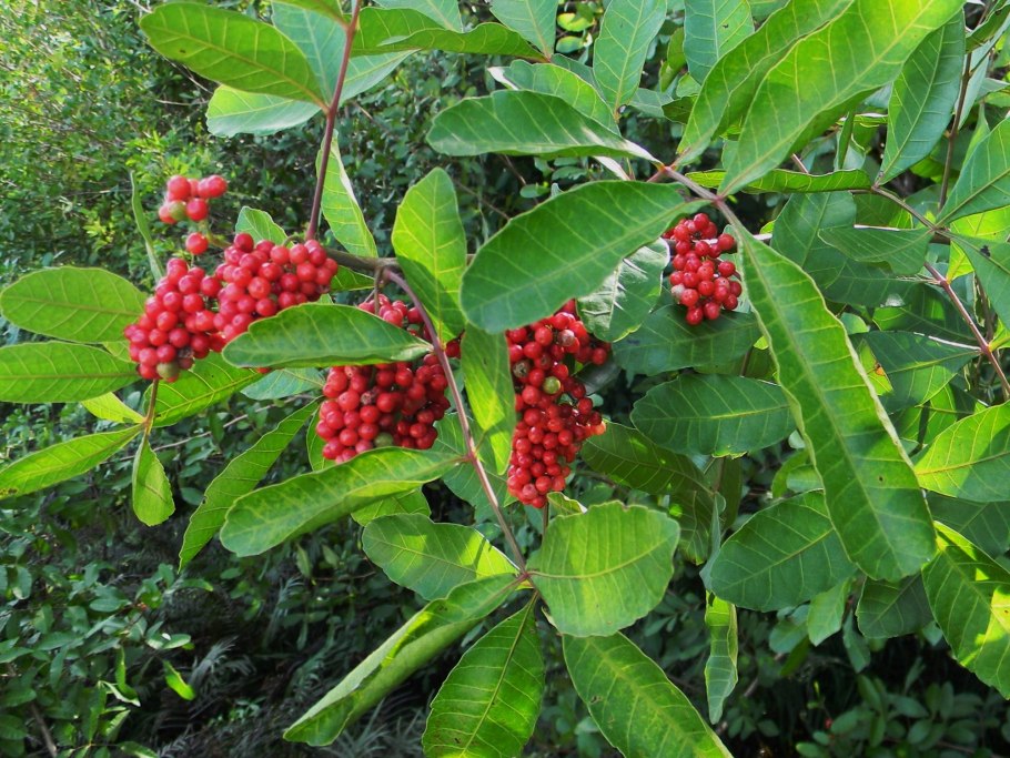 Перец шинус фисташковый