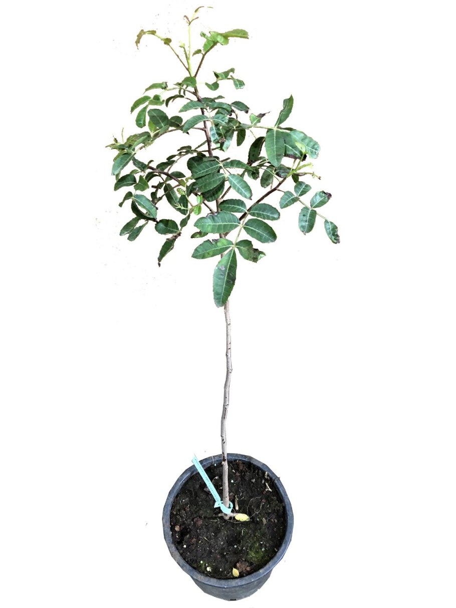 Перечного дерева Peppertree