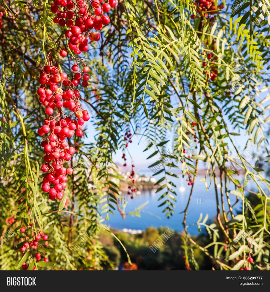 Aroeira дерево