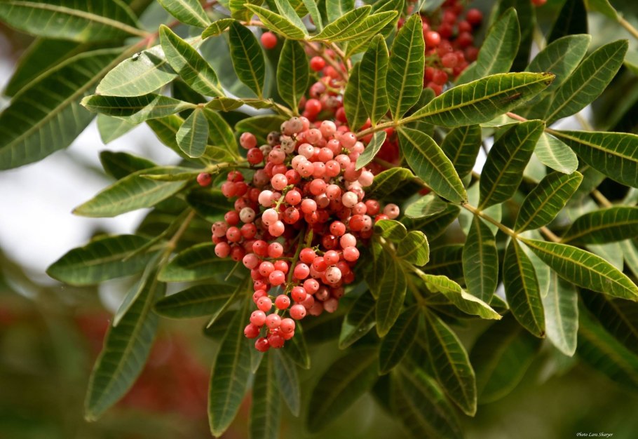 Pistacia terebinthus