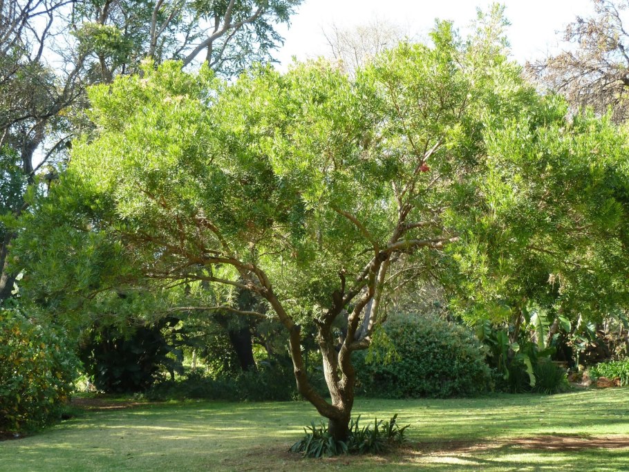 Шинус или перечные ягоды