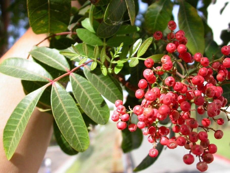 Пимента кистевидная