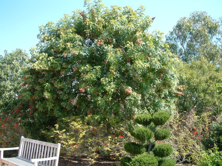 Рябина дубовидная дерево