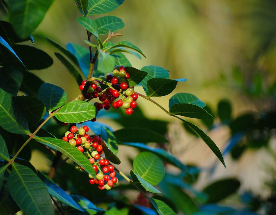 Шинус розовый перец