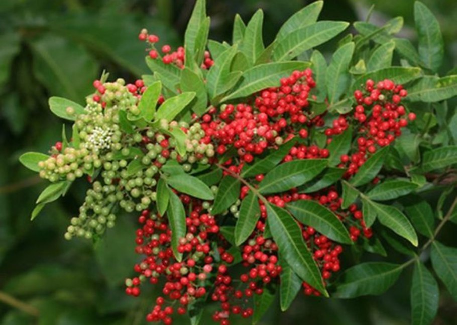 Розовый перец дерево шинус