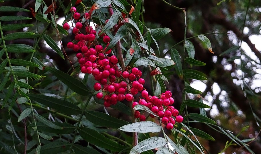 Шинус туголистный ( Schinus lentiscifolius ) дерево