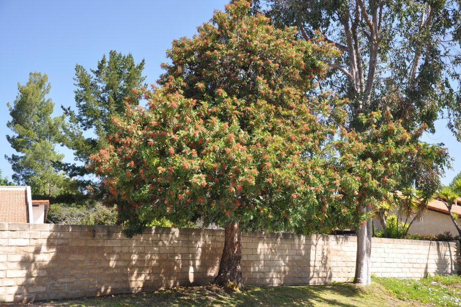 Brazilian pepper tree