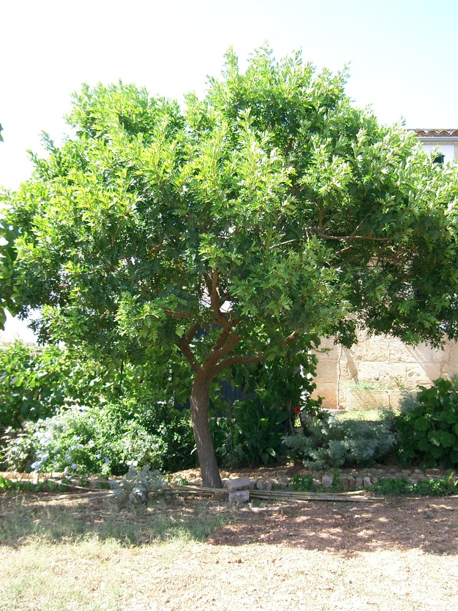 Литрея едкая