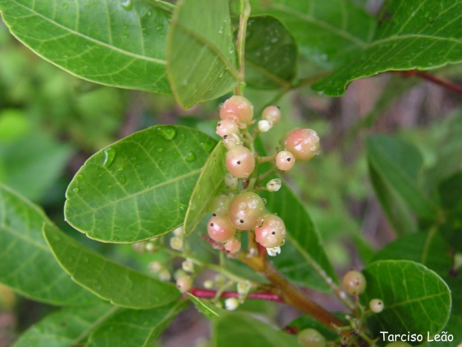 Фисташка туполистная крымская