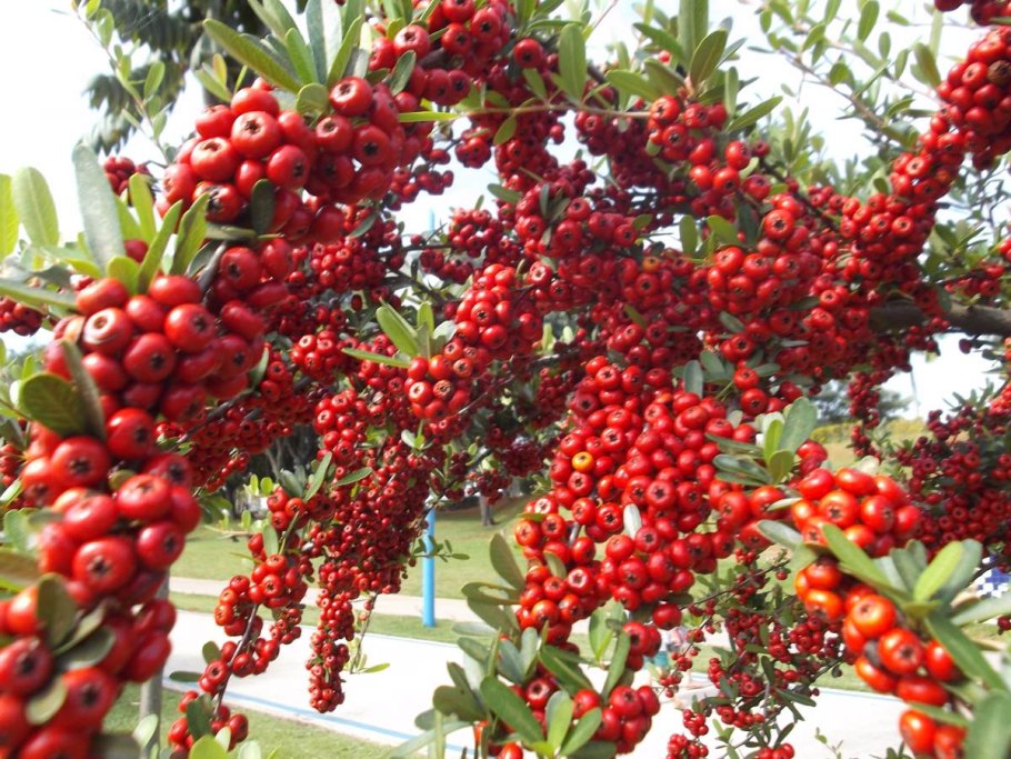 Пираканта ред колумн