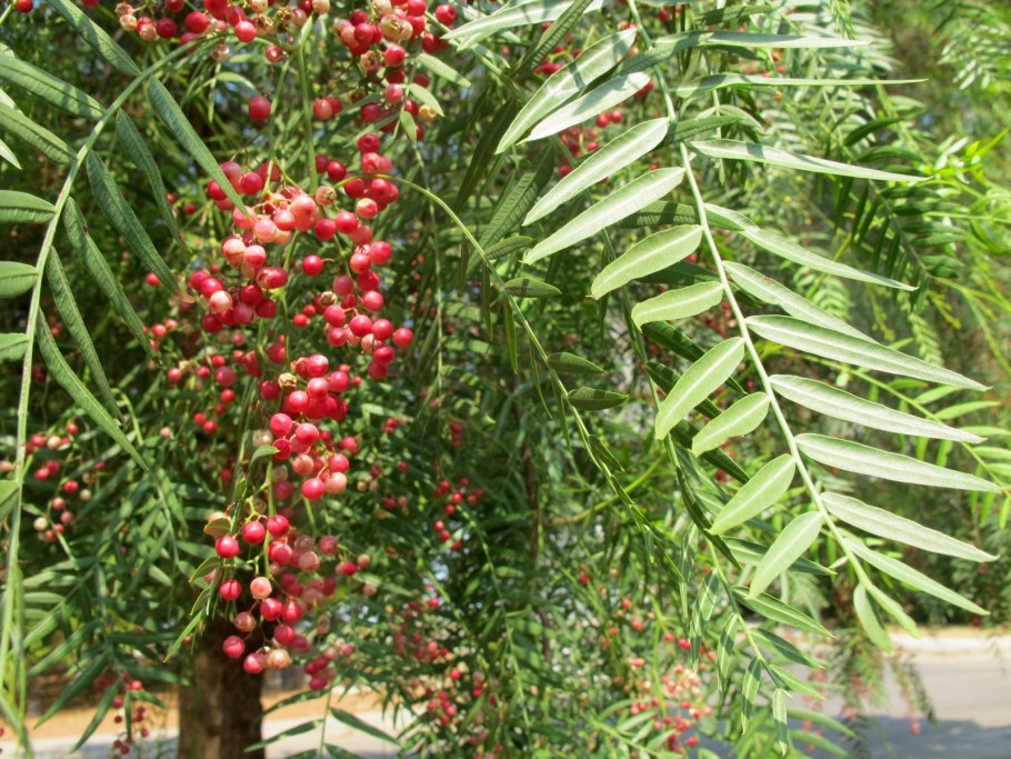 Перечное дерево