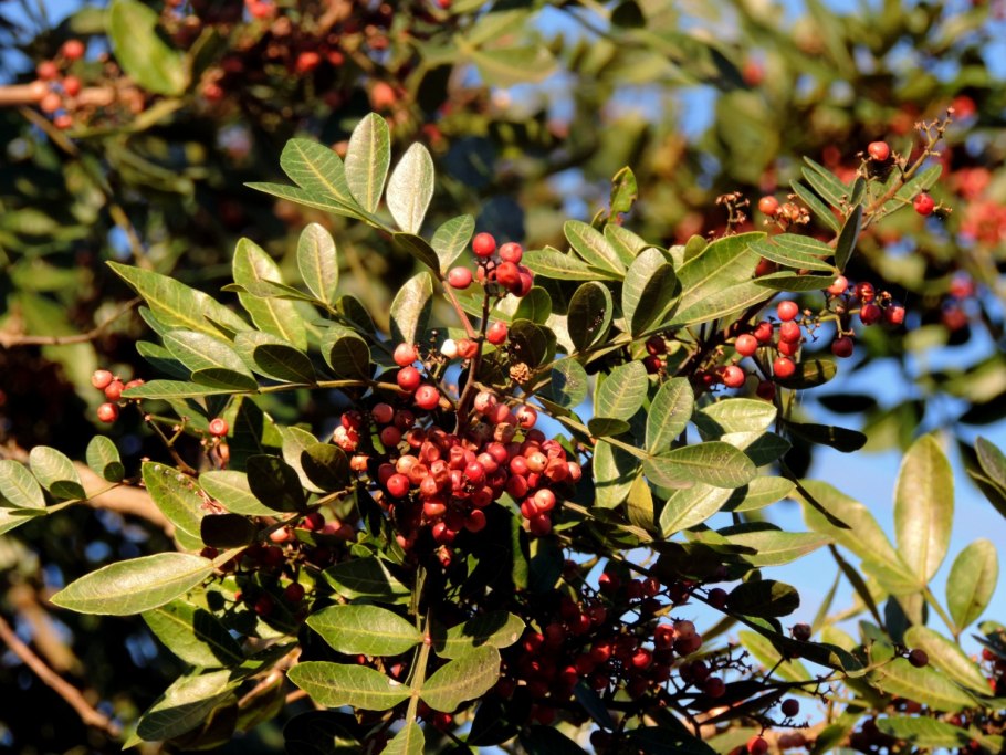 Zanthoxylum piperitum
