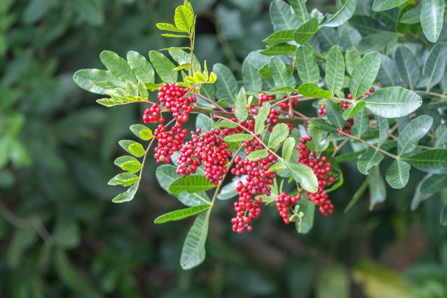 Шинус фисташковый