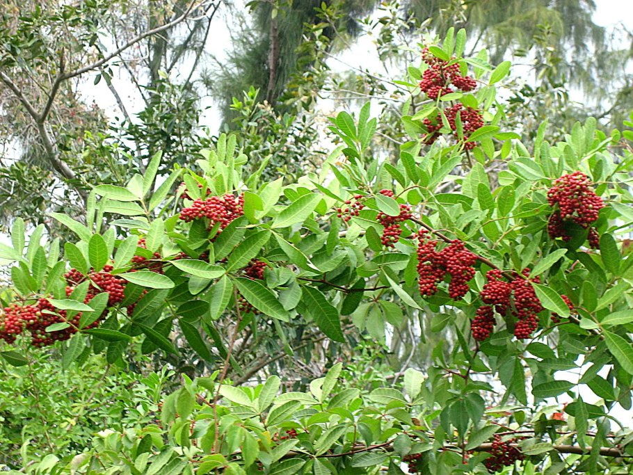 Шинус розовый перец