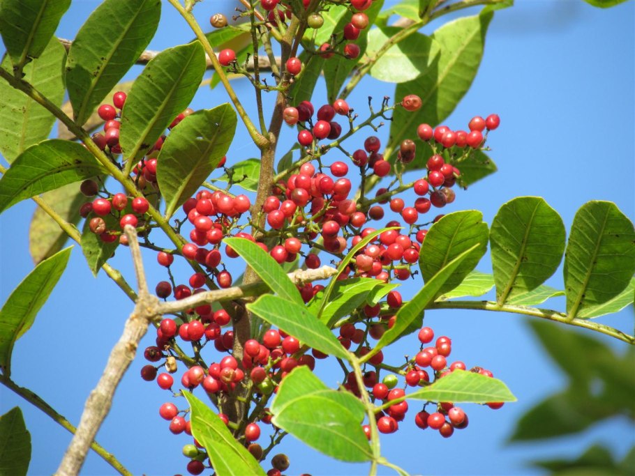 Перечное дерево фото