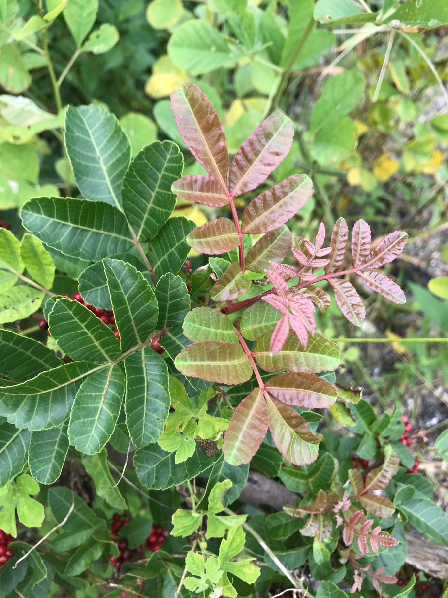 Pistacia terebinthus кора