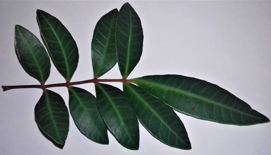 Шинус терпентинолистный