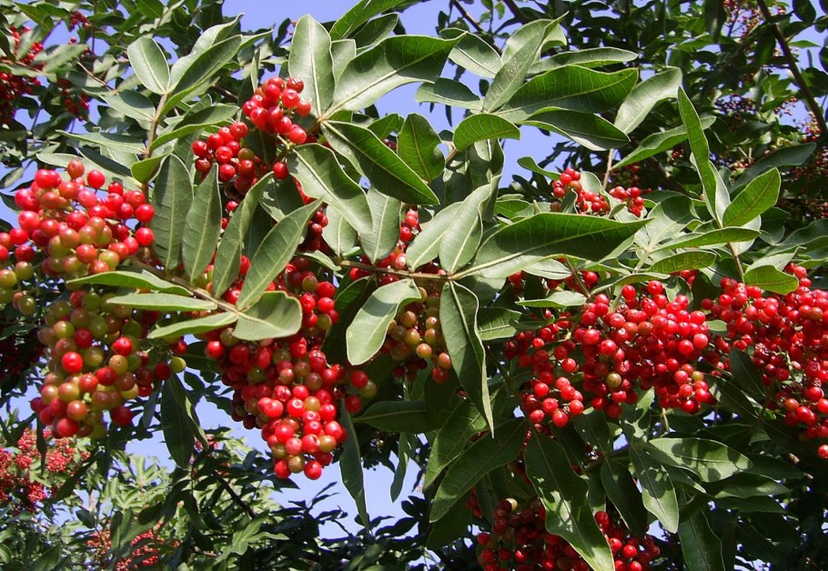 Перечное дерево