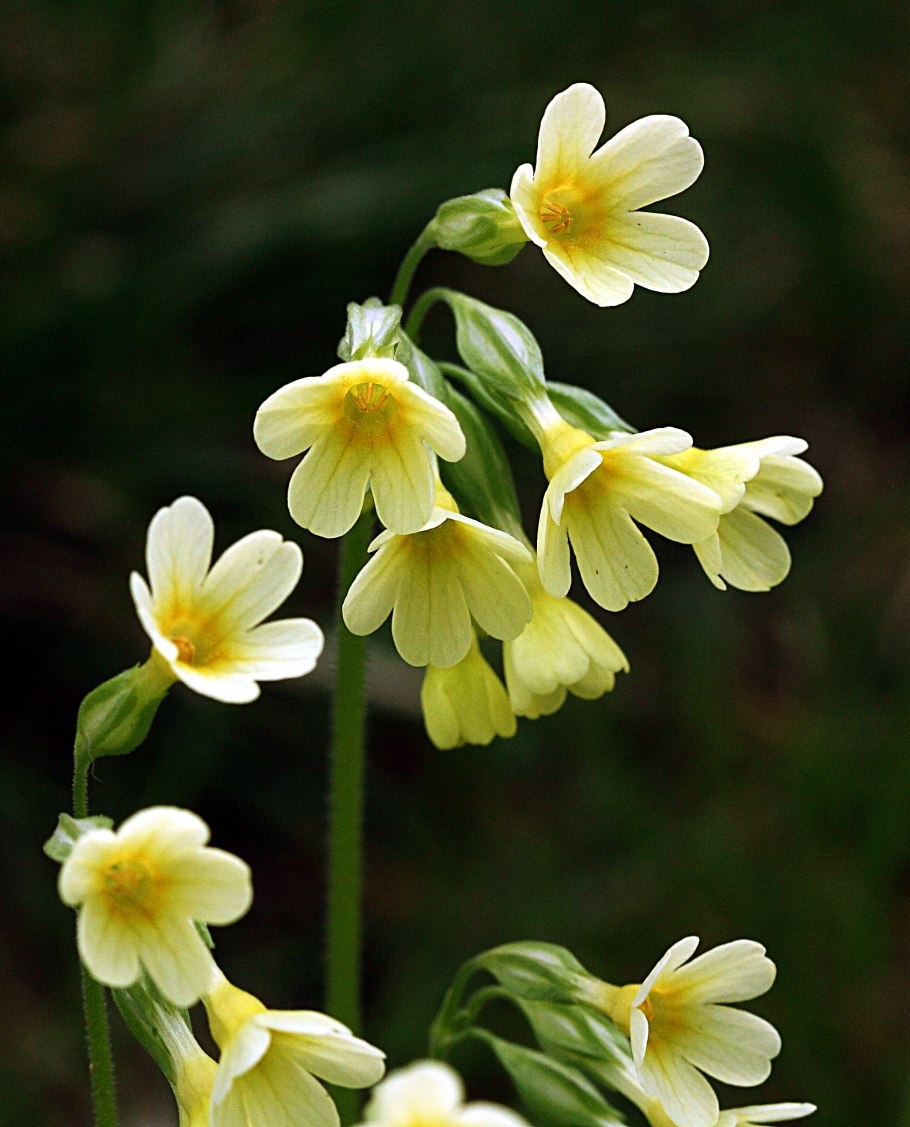 Строение розоцветных цветков