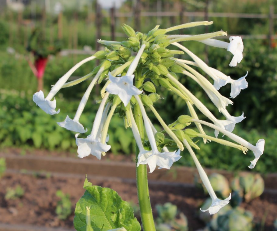 Чашечка (раздельнолепестная или сростнолепестная)