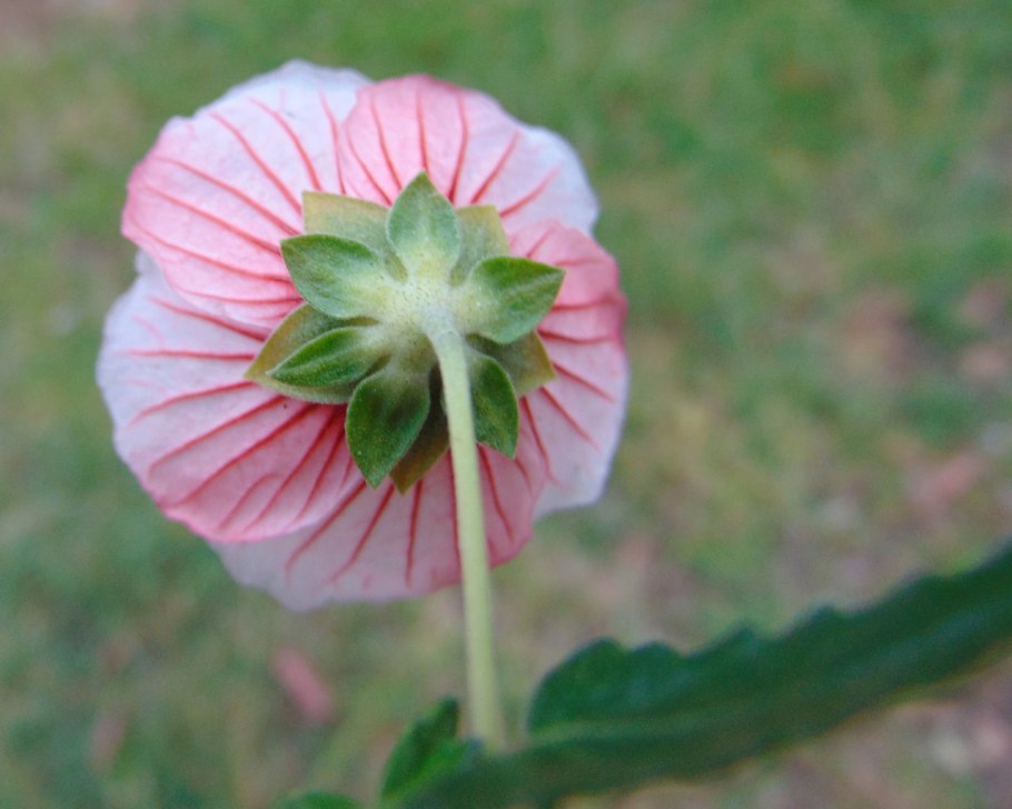 Табак крылатый Сандер красный