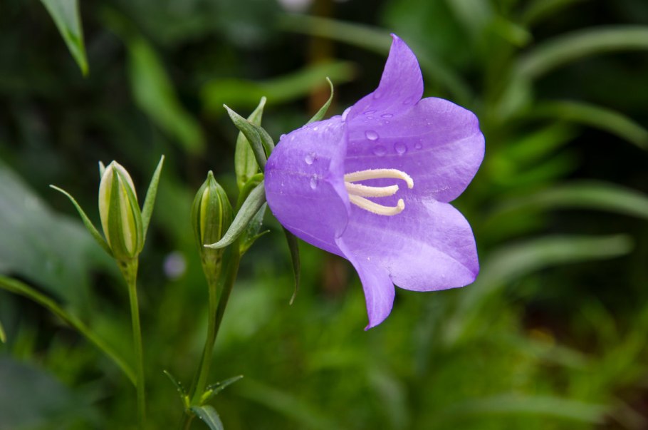 Двугубый цветок желтого цвета растет в лесу