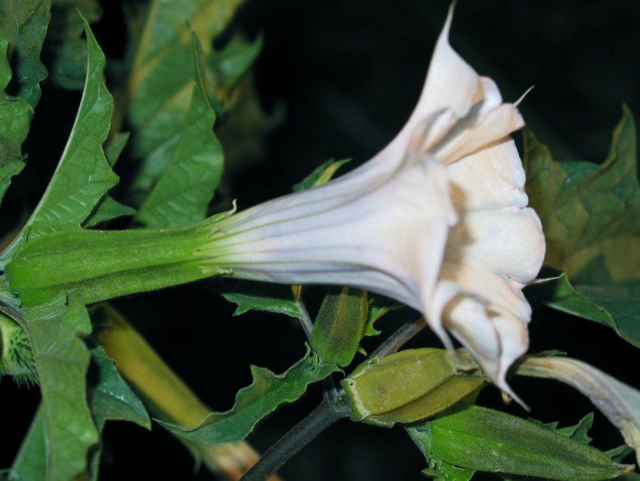 Цветок семейства пасленовых