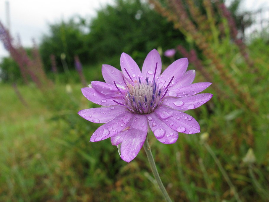 Бессмертник цветок полевой