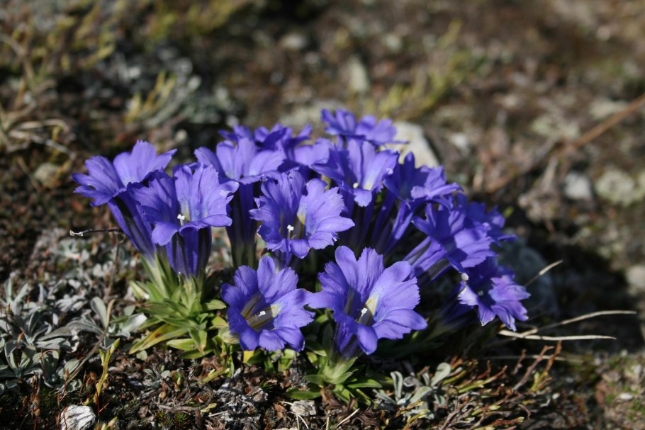 Горечавка крупноцветковая gentiana grandiflora
