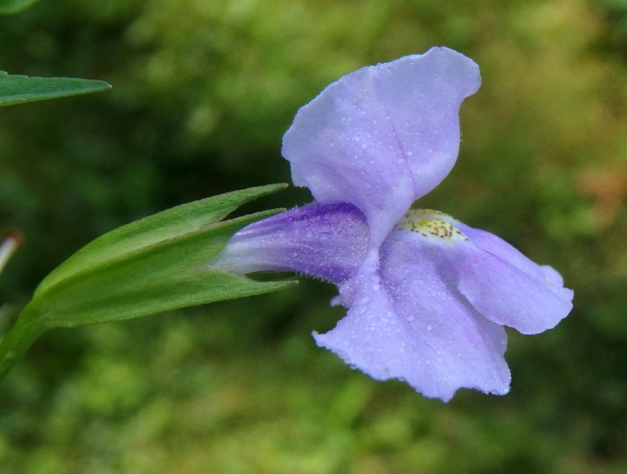 Гвоздика корона