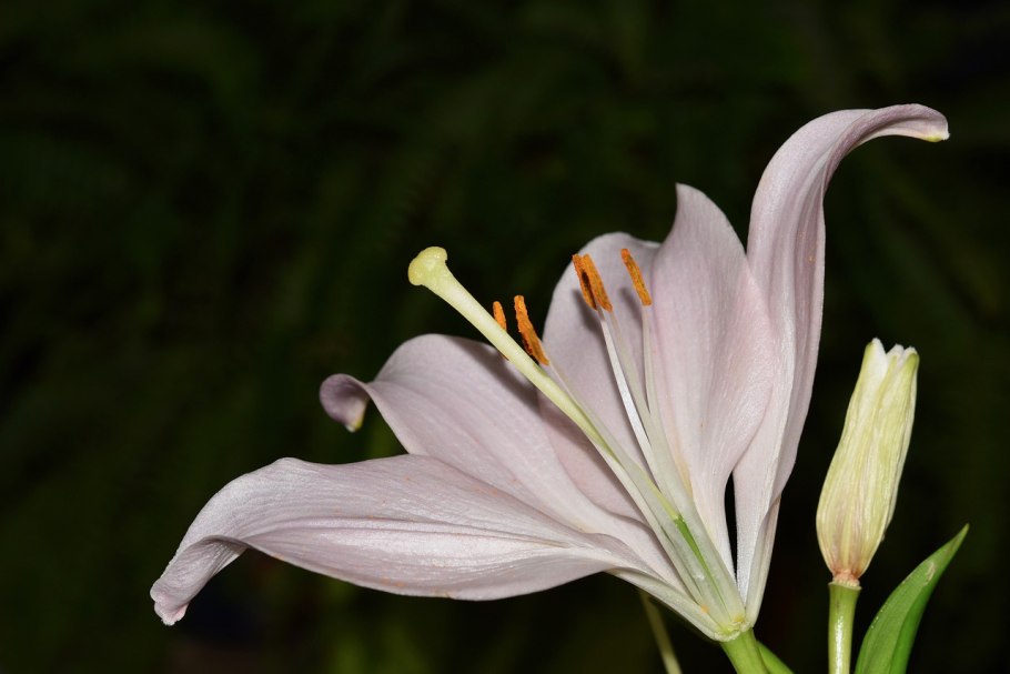 Колокольчик твердолистный