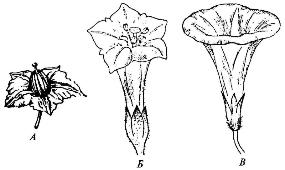 Околоцветник пасленовых