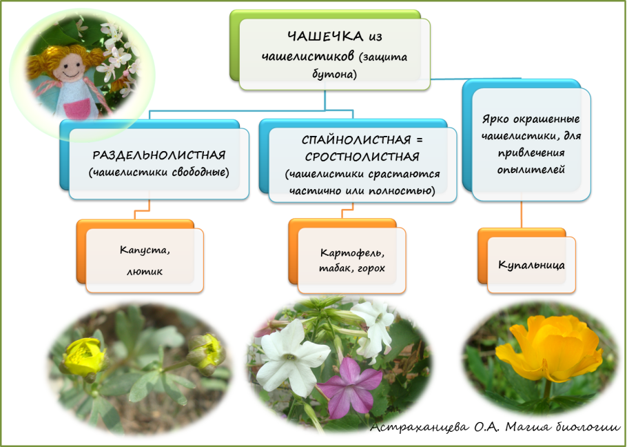 Батата Ботанический рисунок растение