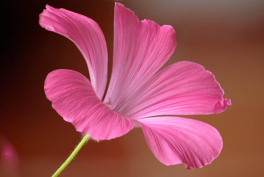 Околоцветник клевера