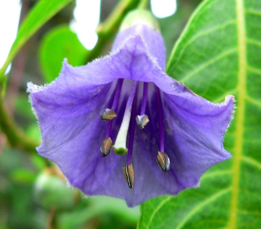 Campanula sibirica