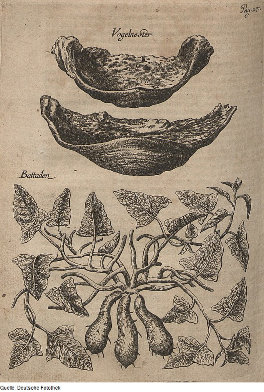 Батат рисунок