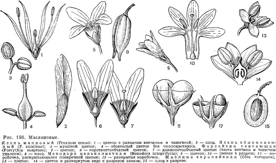 Нарцисс Ботаническая иллюстрация