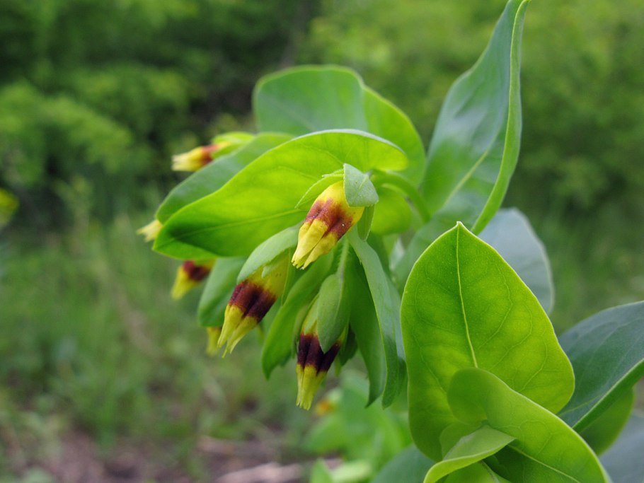 Части цветка