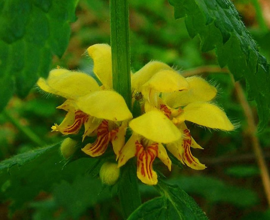 Люстра Freya Esme fr1005pl-05g