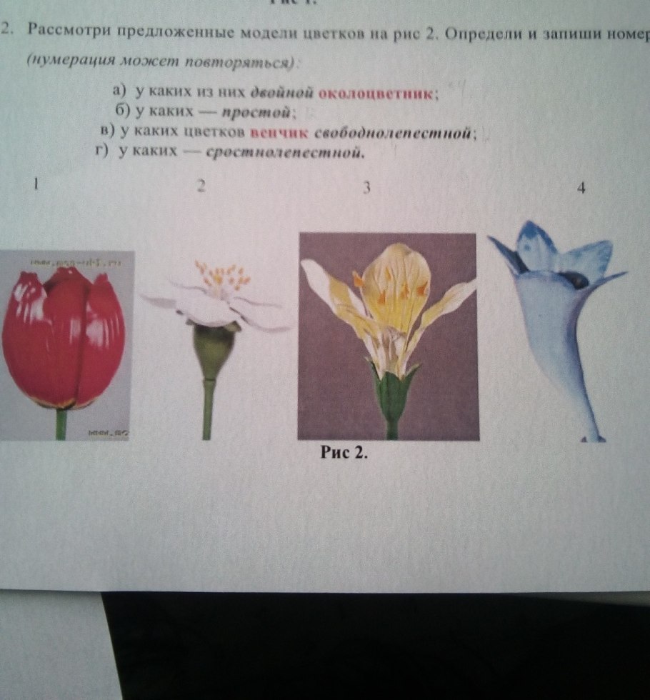 Цветок с простым околоцветником