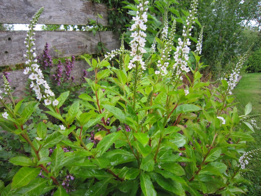 Тайник овальный - Listera ovata (l.) r. br.