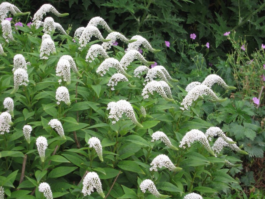 Дикая Орхидея болото фото