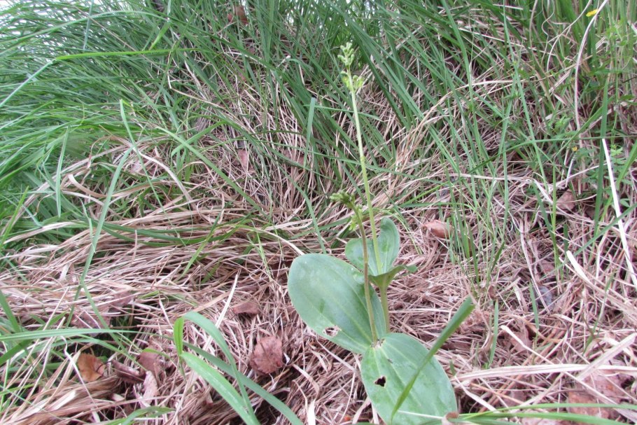 Тайник овальный - listera ovata (l.) r. br.
